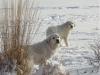 Goliath and Karki in Snow